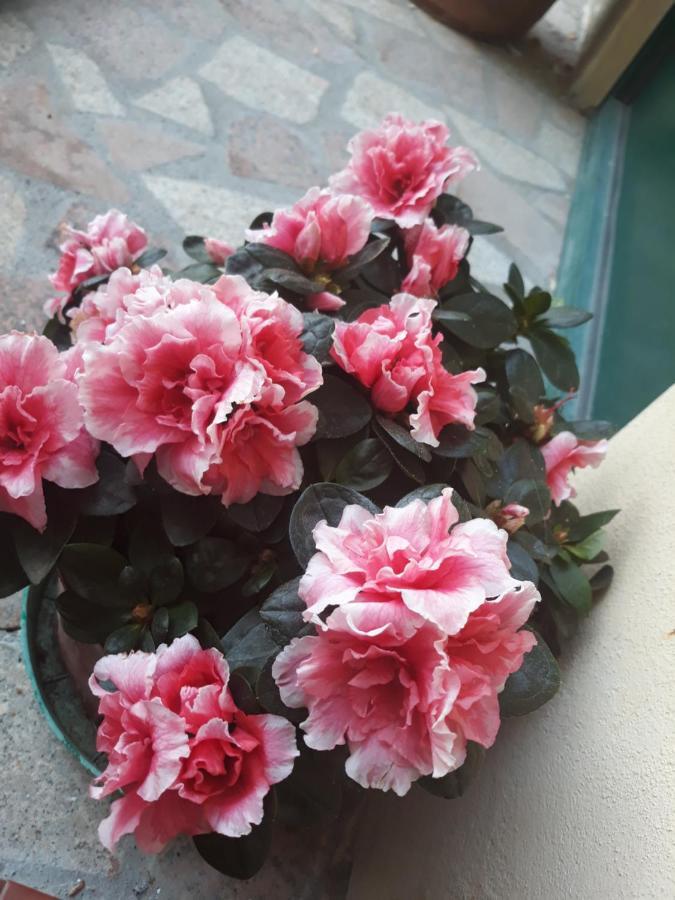 B&B Peverello Кастельнуово-Маґра Екстер'єр фото